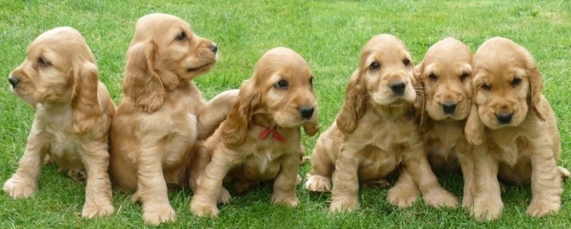 40 Gino, Gapy, Gina ,Grey, Garp, Glen.JPG